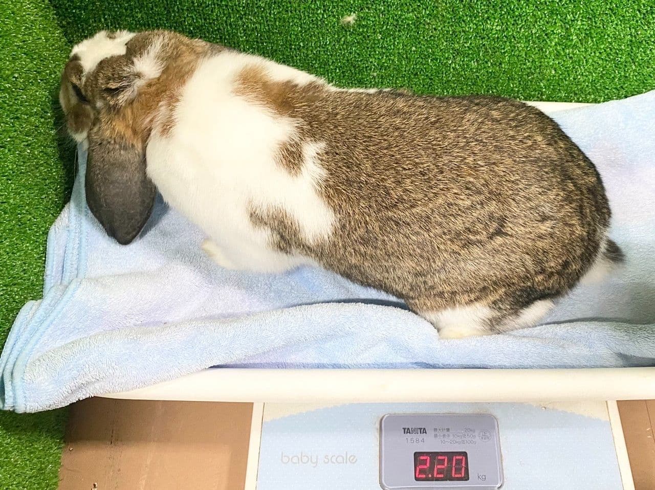 うさぎ/保護うさぎ/京都 うさぎ/京都 うさぎ 保護/里親/京都 うさぎ 里親/ネザーランドドワーフ/ホーランドロップイヤー/ロップイヤー/ミニレッキス/ミニうさぎ/里親募集/動物愛護/ウサギ/rabbit/RABBIT/kyo_rabbit/kyo rabbit