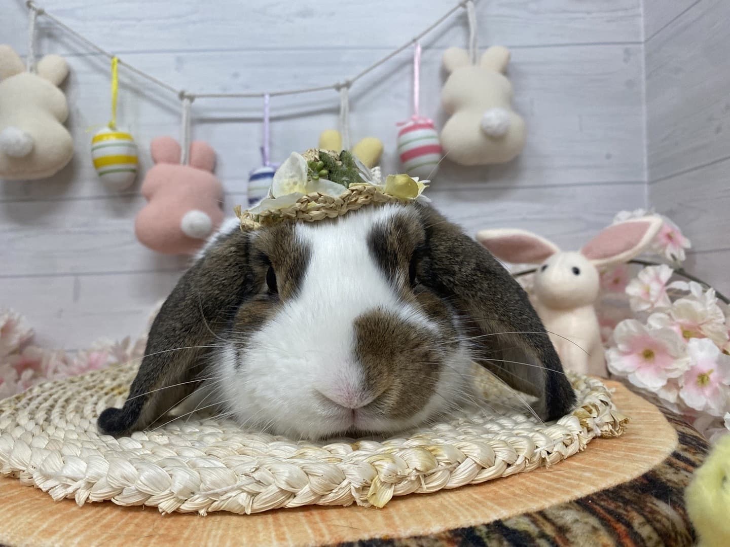 うさぎ/保護うさぎ/京都 うさぎ/京都 うさぎ 保護/里親/京都 うさぎ 里親/ネザーランドドワーフ/ホーランドロップイヤー/ロップイヤー/ミニレッキス/ミニうさぎ/里親募集/動物愛護/ウサギ/rabbit/RABBIT/kyo_rabbit/kyo rabbit