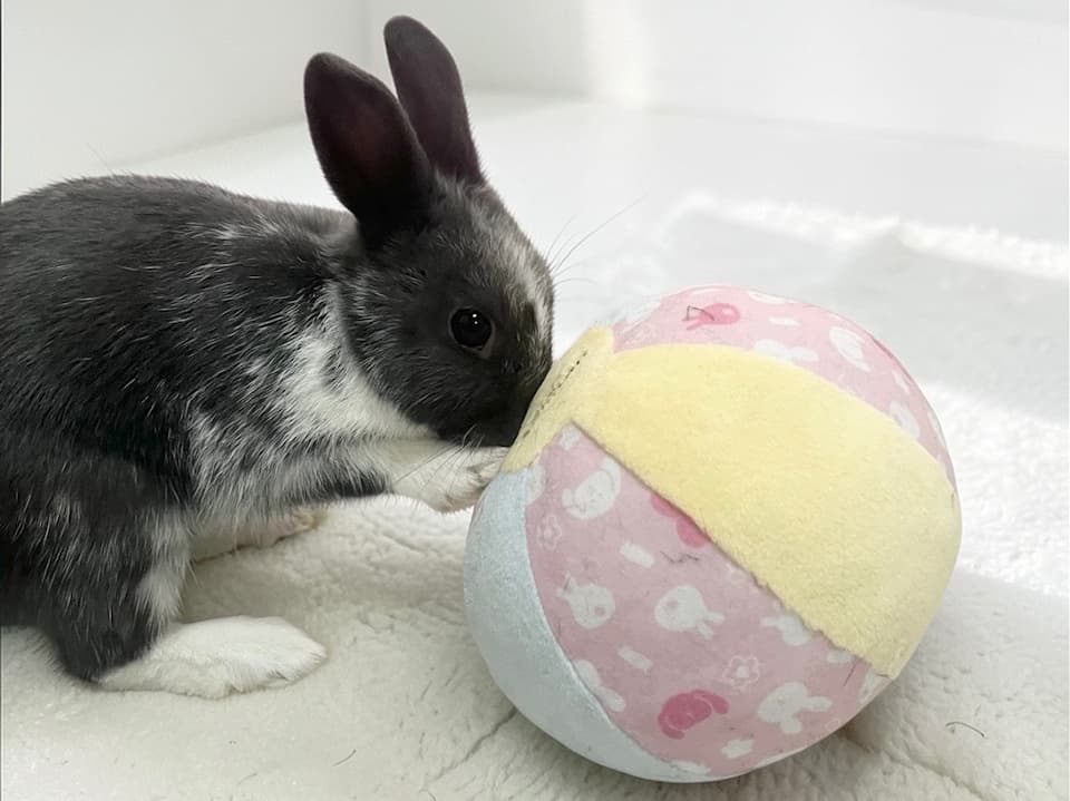 うさぎ/保護うさぎ/京都 うさぎ/京都 うさぎ 保護/里親/京都 うさぎ 里親/ネザーランドドワーフ/ホーランドロップイヤー/ロップイヤー/ミニレッキス/ミニうさぎ/里親募集/動物愛護/ウサギ/rabbit/RABBIT/kyo_rabbit/kyo rabbit