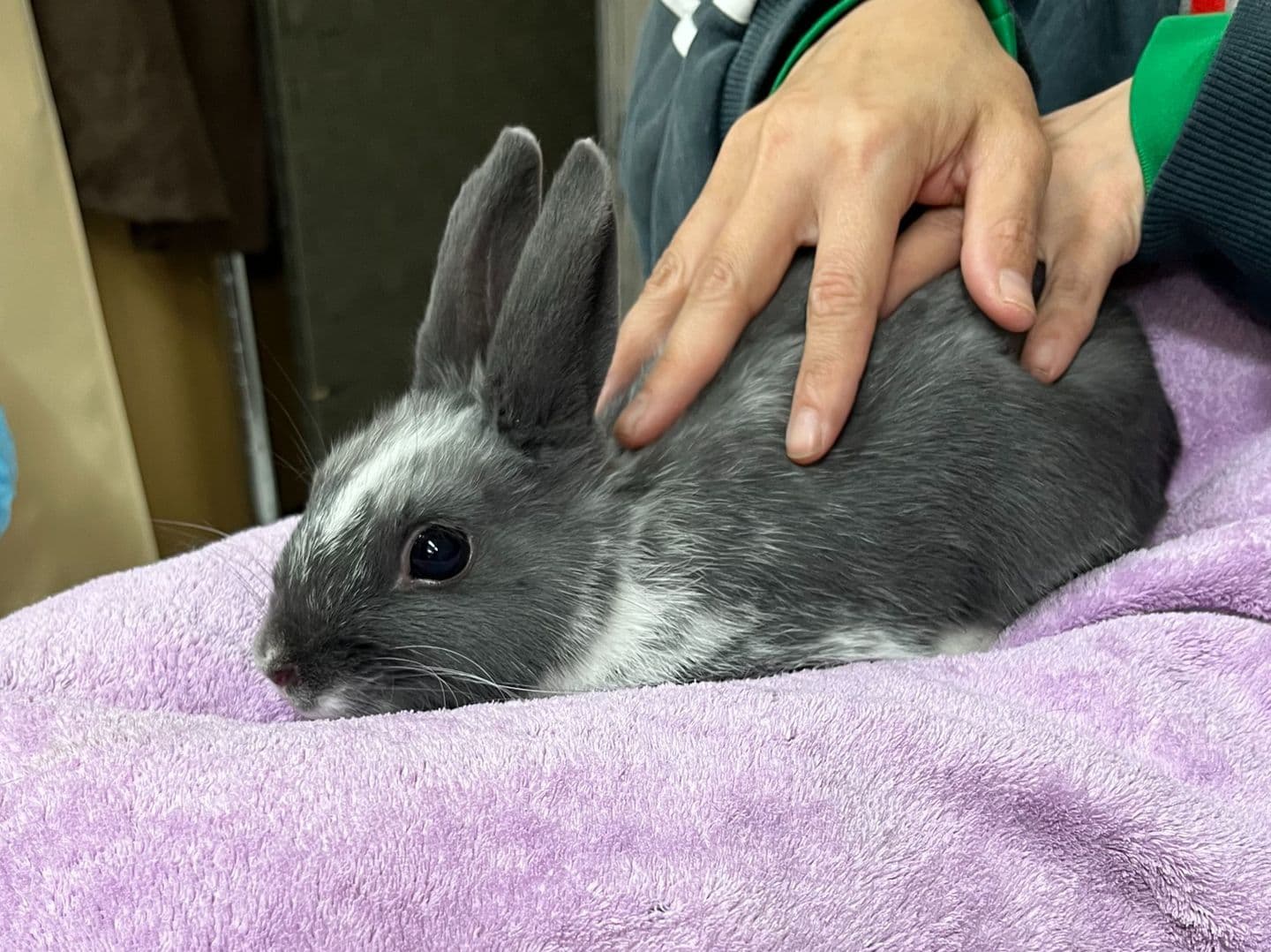 うさぎ/保護うさぎ/京都 うさぎ/京都 うさぎ 保護/里親/京都 うさぎ 里親/ネザーランドドワーフ/ホーランドロップイヤー/ロップイヤー/ミニレッキス/ミニうさぎ/里親募集/動物愛護/ウサギ/rabbit/RABBIT/kyo_rabbit/kyo rabbit