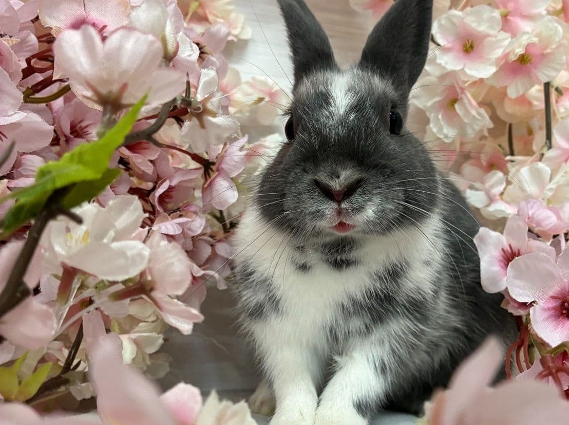 うさぎ/保護うさぎ/京都 うさぎ/京都 うさぎ 保護/里親/京都 うさぎ 里親/ネザーランドドワーフ/ホーランドロップイヤー/ロップイヤー/ミニレッキス/ミニうさぎ/里親募集/動物愛護/ウサギ/rabbit/RABBIT/kyo_rabbit/kyo rabbit