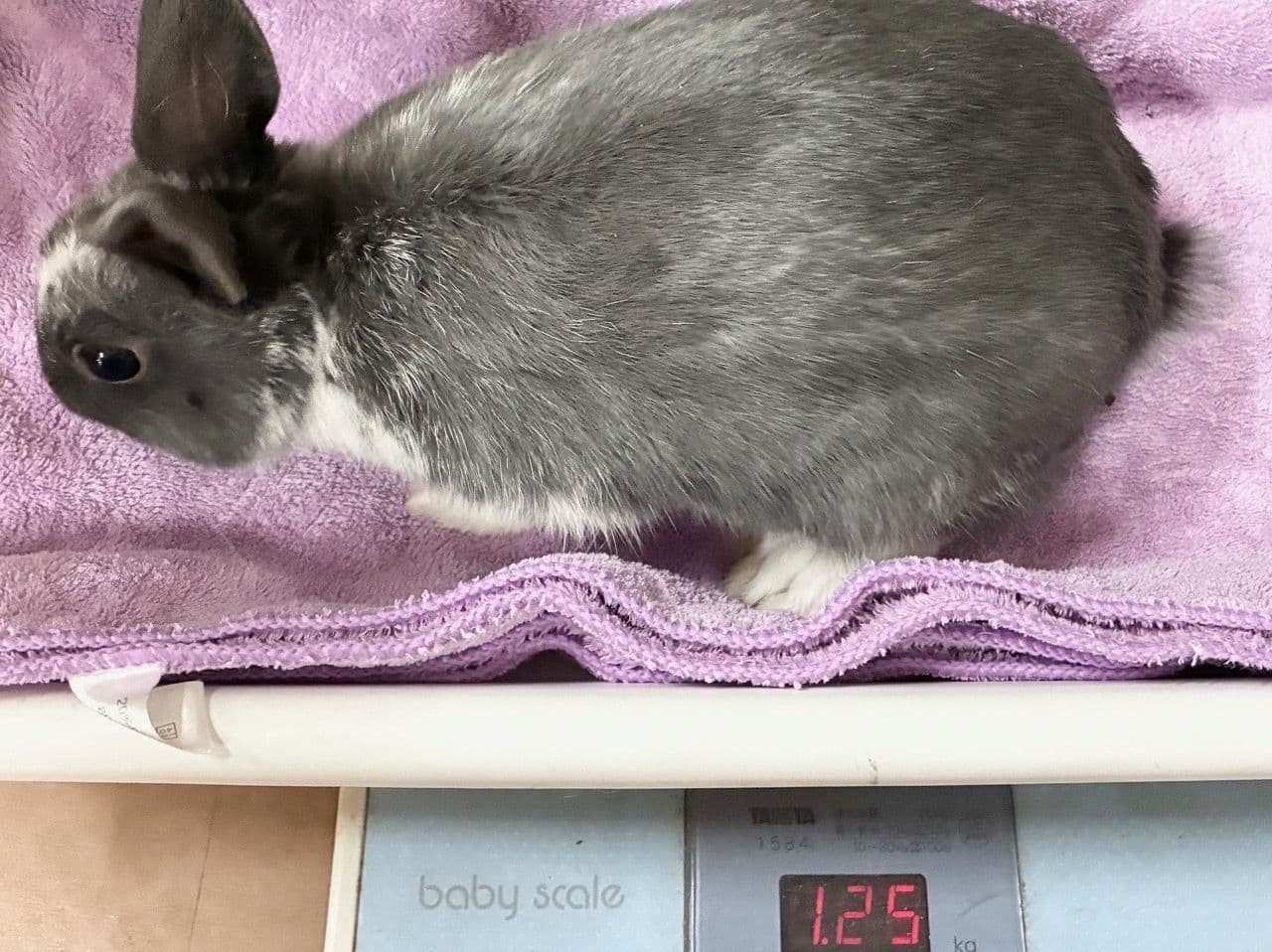 うさぎ/保護うさぎ/京都 うさぎ/京都 うさぎ 保護/里親/京都 うさぎ 里親/ネザーランドドワーフ/ホーランドロップイヤー/ロップイヤー/ミニレッキス/ミニうさぎ/里親募集/動物愛護/ウサギ/rabbit/RABBIT/kyo_rabbit/kyo rabbit