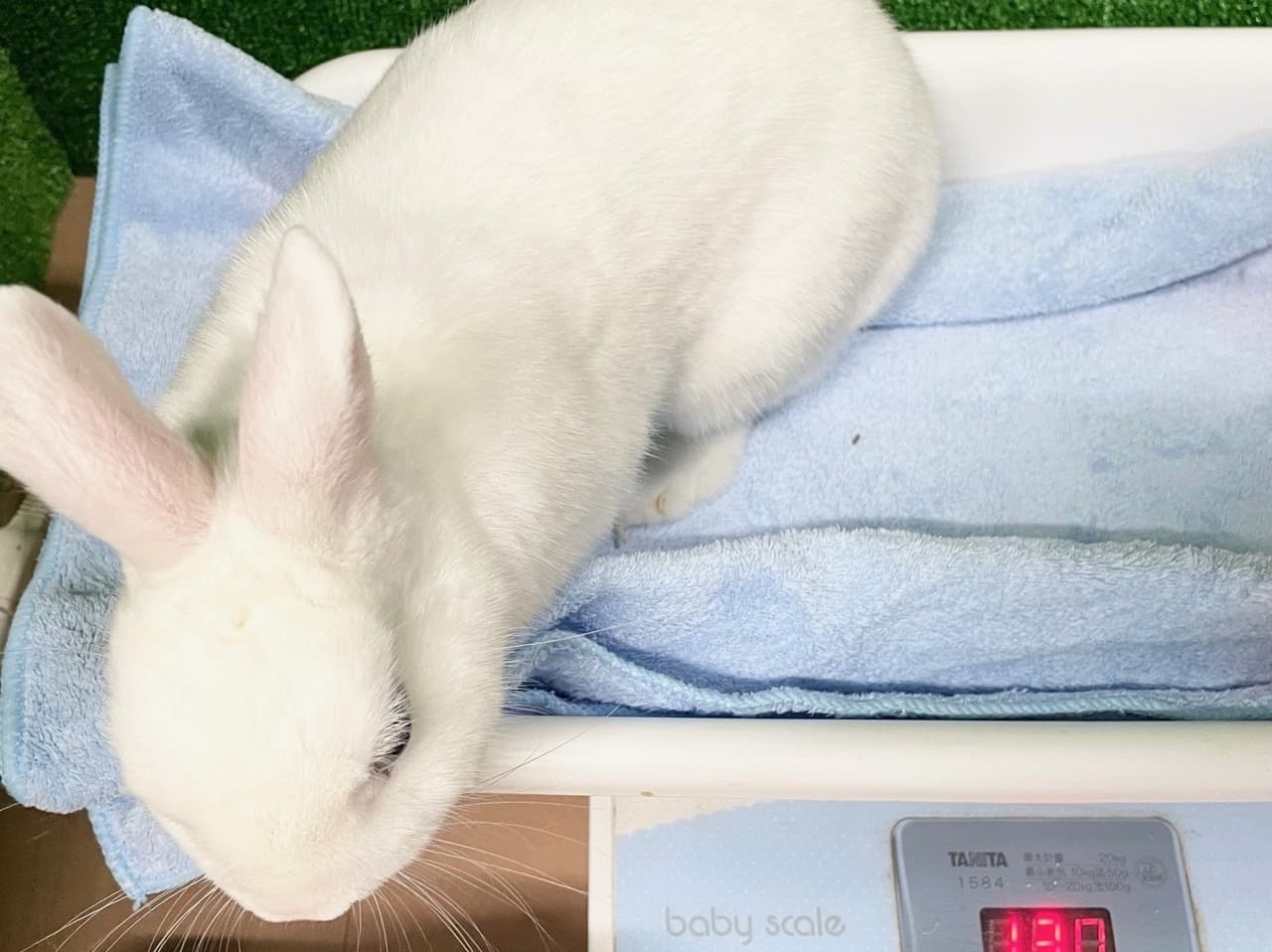 うさぎ/保護うさぎ/京都 うさぎ/京都 うさぎ 保護/里親/京都 うさぎ 里親/ネザーランドドワーフ/ホーランドロップイヤー/ロップイヤー/ミニレッキス/ミニうさぎ/里親募集/動物愛護/ウサギ/rabbit/RABBIT/kyo_rabbit/kyo rabbit