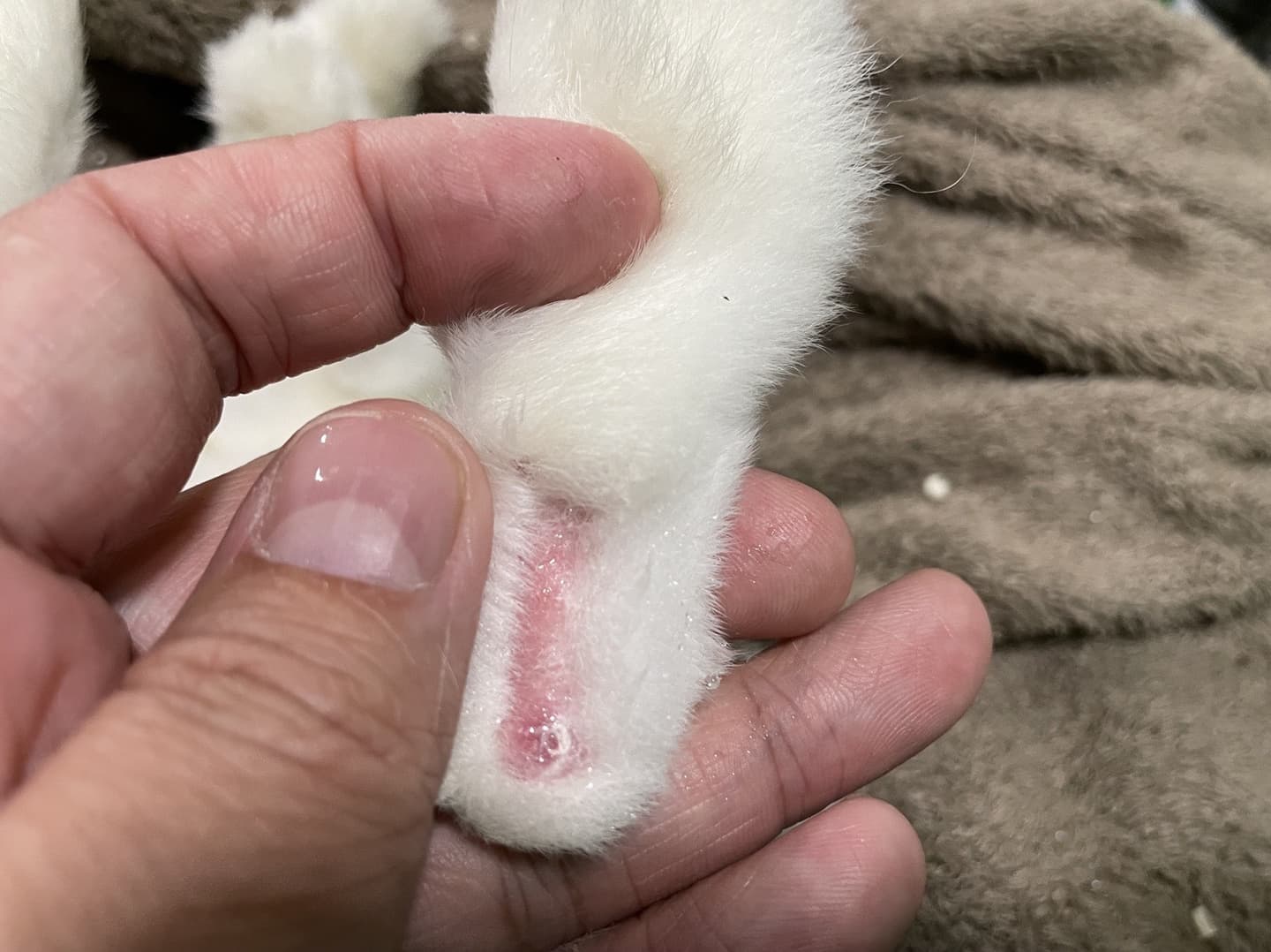 うさぎ/保護うさぎ/京都 うさぎ/京都 うさぎ 保護/里親/京都 うさぎ 里親/ネザーランドドワーフ/ホーランドロップイヤー/ロップイヤー/ミニレッキス/ミニうさぎ/里親募集/動物愛護/ウサギ/rabbit/RABBIT/kyo_rabbit/kyo rabbit