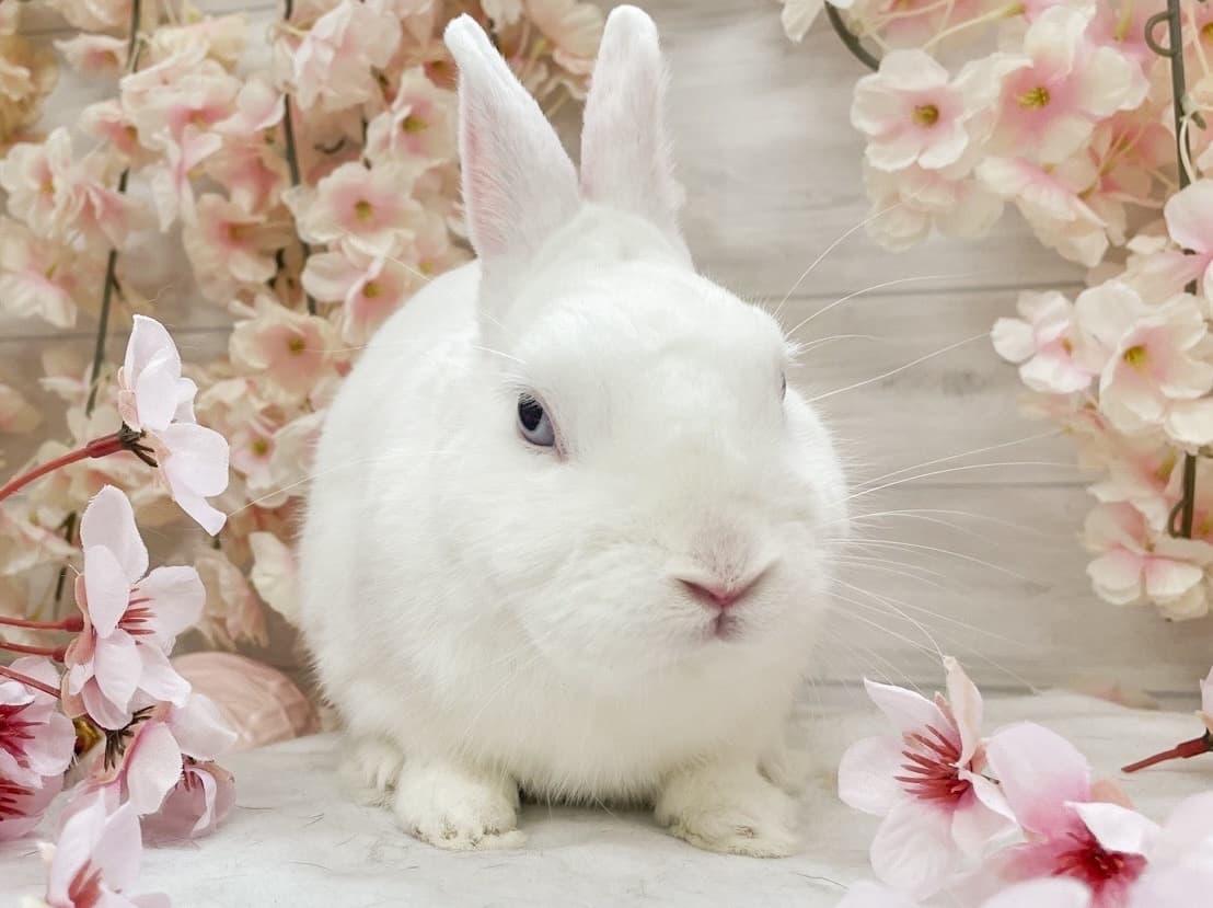 うさぎ/保護うさぎ/京都 うさぎ/京都 うさぎ 保護/里親/京都 うさぎ 里親/ネザーランドドワーフ/ホーランドロップイヤー/ロップイヤー/ミニレッキス/ミニうさぎ/里親募集/動物愛護/ウサギ/rabbit/RABBIT/kyo_rabbit/kyo rabbit