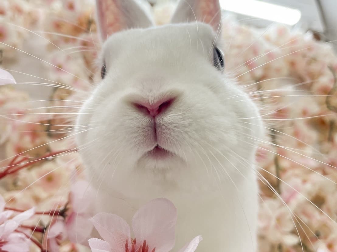 うさぎ/保護うさぎ/京都 うさぎ/京都 うさぎ 保護/里親/京都 うさぎ 里親/ネザーランドドワーフ/ホーランドロップイヤー/ロップイヤー/ミニレッキス/ミニうさぎ/里親募集/動物愛護/ウサギ/rabbit/RABBIT/kyo_rabbit/kyo rabbit